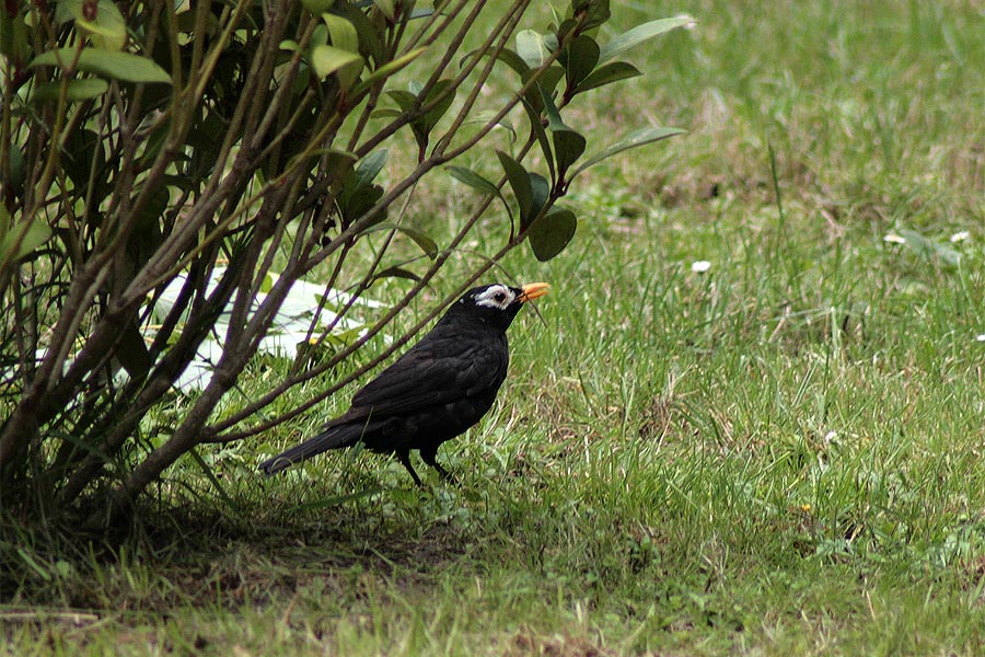 Amsel