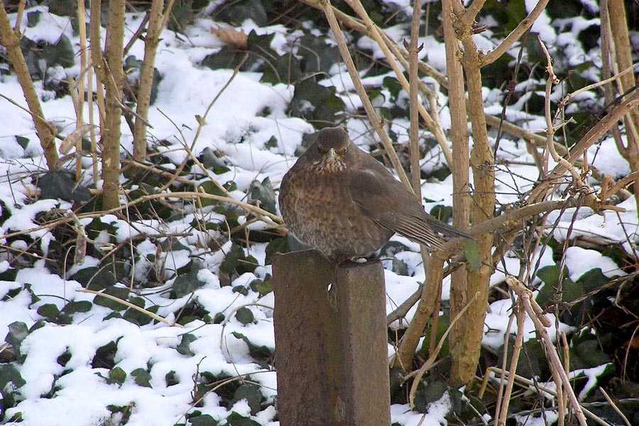 Amsel