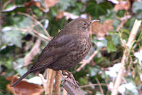 Amsel