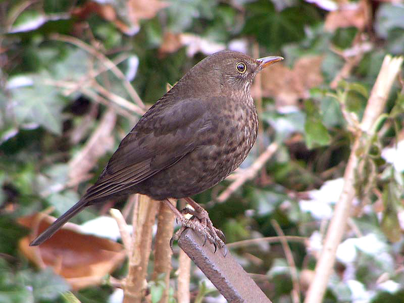 Amsel