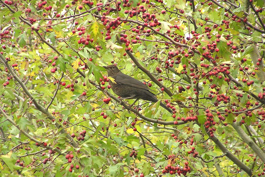 Amsel