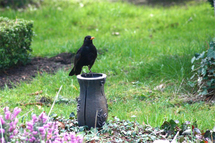 Amsel