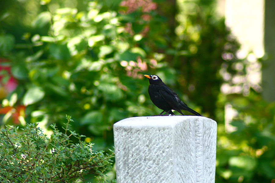 Amsel