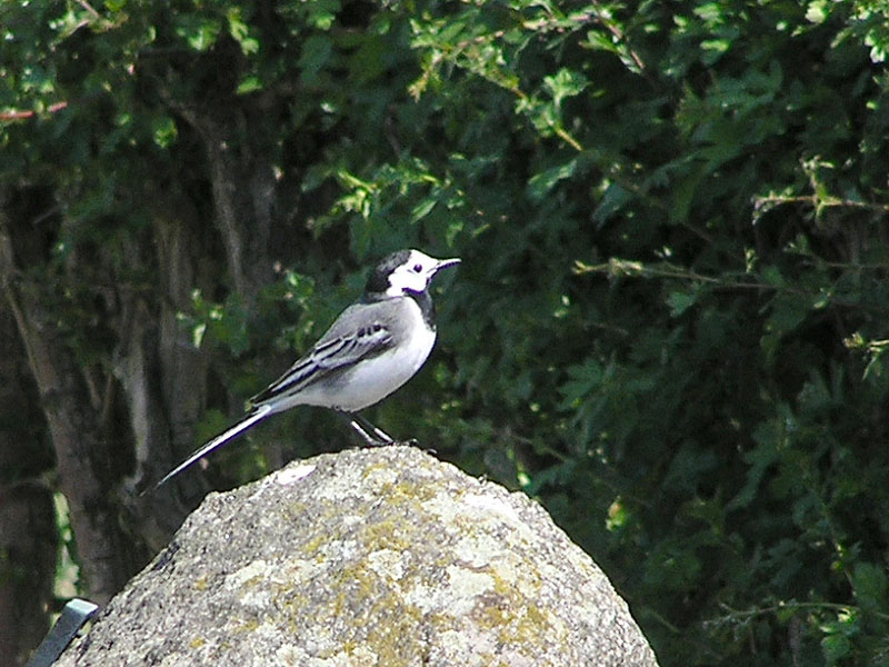 Bachstelze