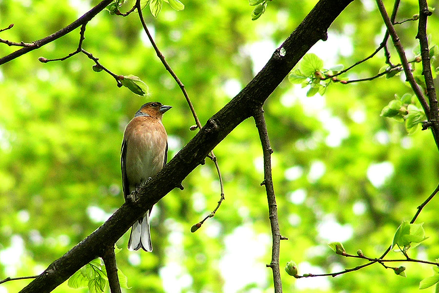 Amsel