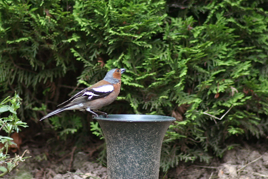 Amsel