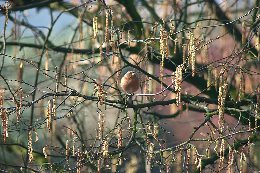 Amsel