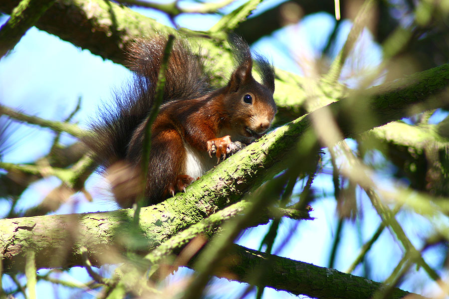 Eichhörnchen