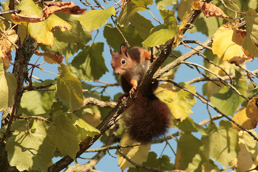 Eichhörnchen