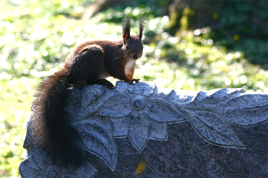 Eichhörnchen