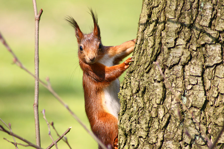 Eichhörnchen
