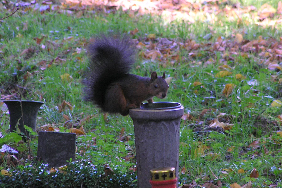 Eichhörnchen