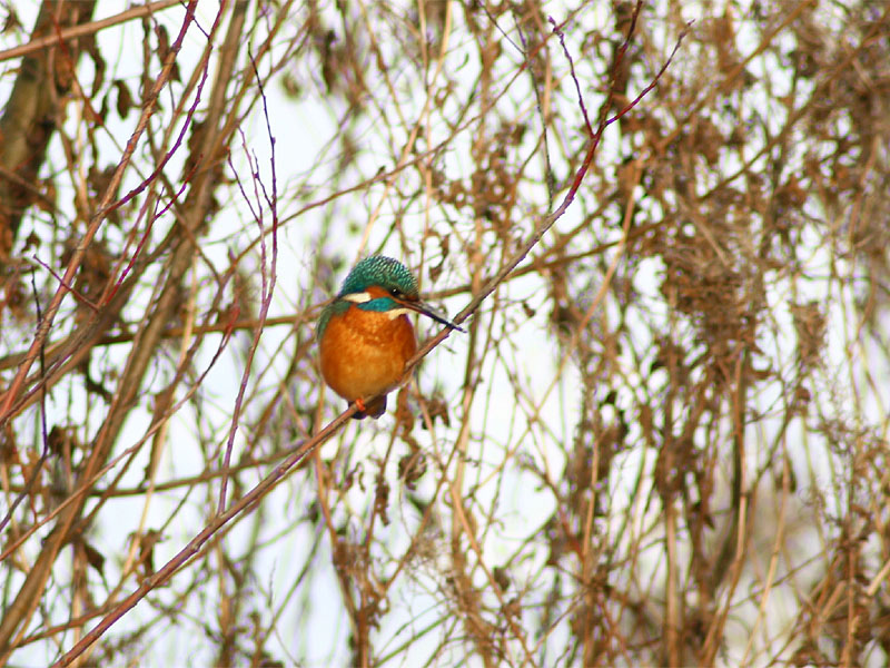 Eisvogel