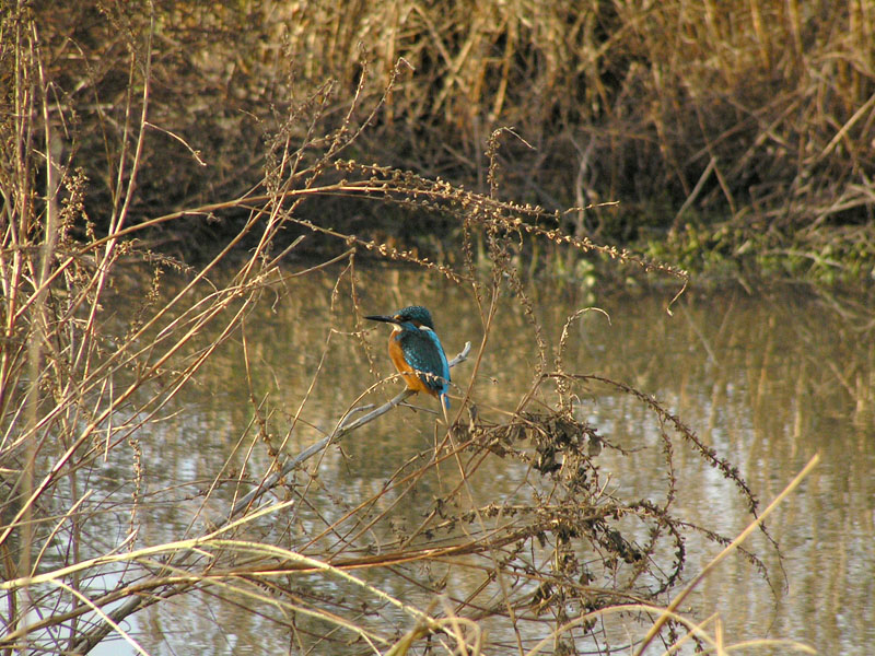 Eisvogel