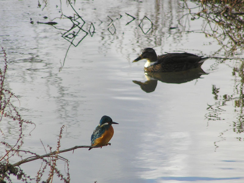 Eisvogel