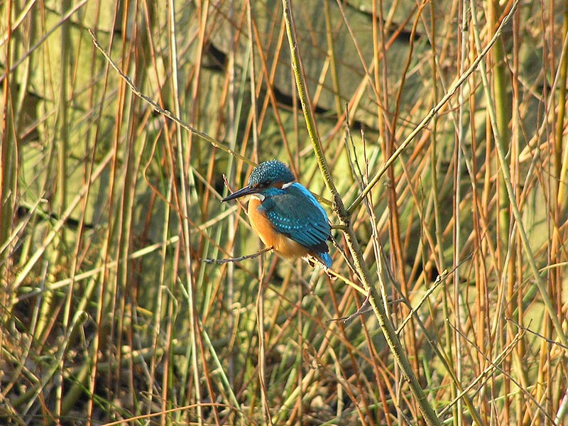 Eisvogel