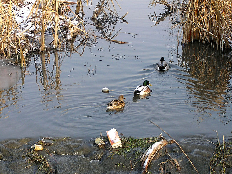 Ente