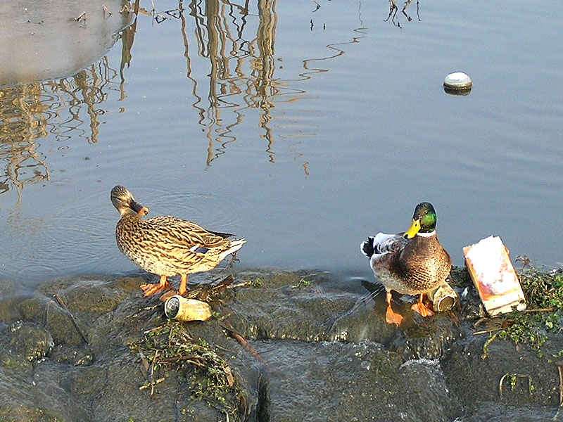 Ente