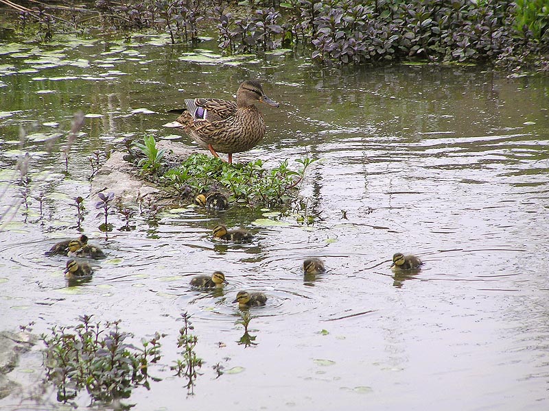 Ente