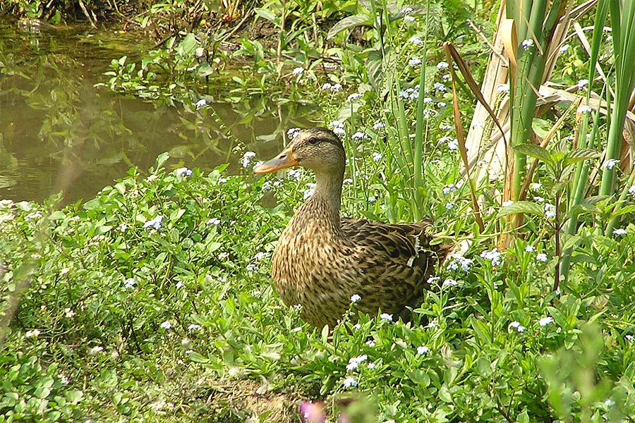 Ente
