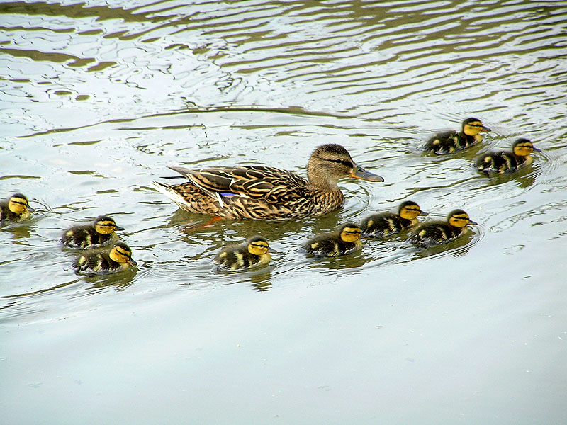 Ente
