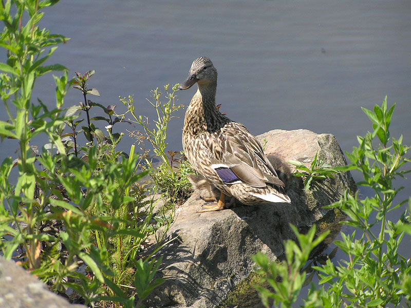 Ente