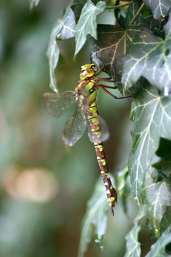 Libelle