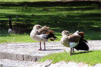 Nilgans