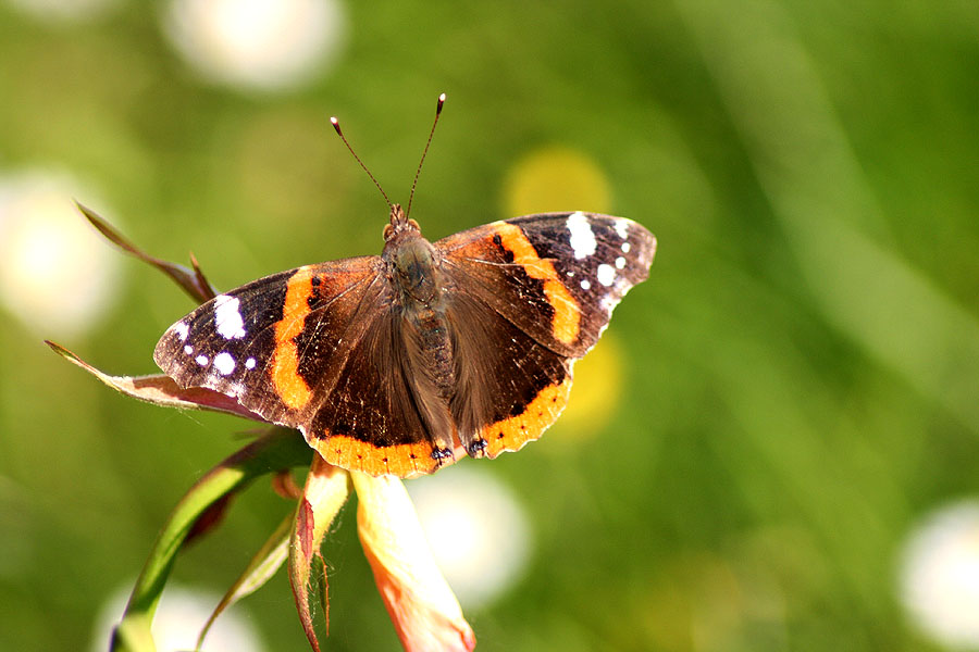 Schmetterling