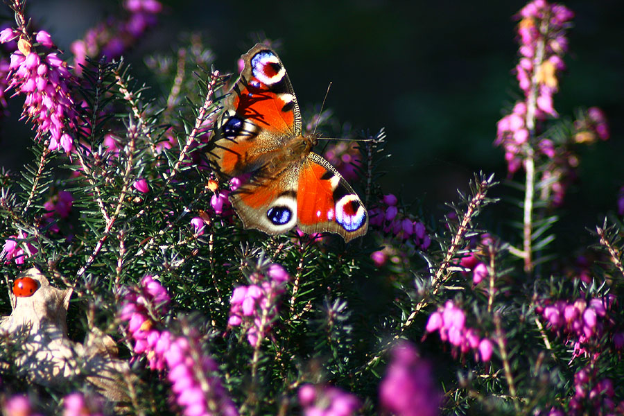 Schmetterling