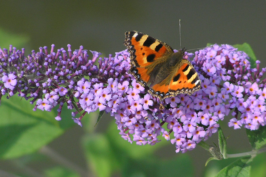 Schmetterling