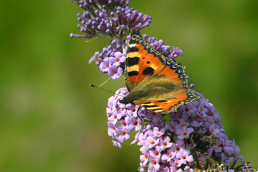 Schmetterling