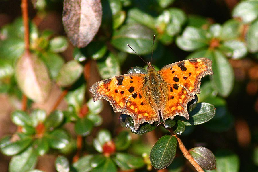 Schmetterling