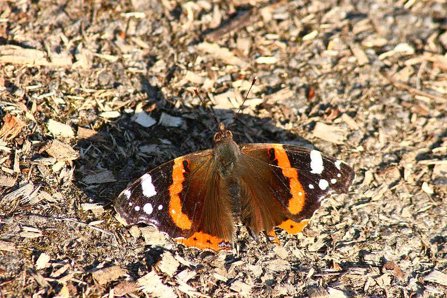 Schmetterling