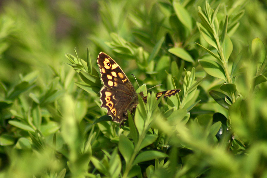 Schmetterling