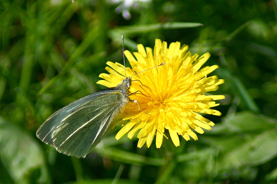 Schmetterling