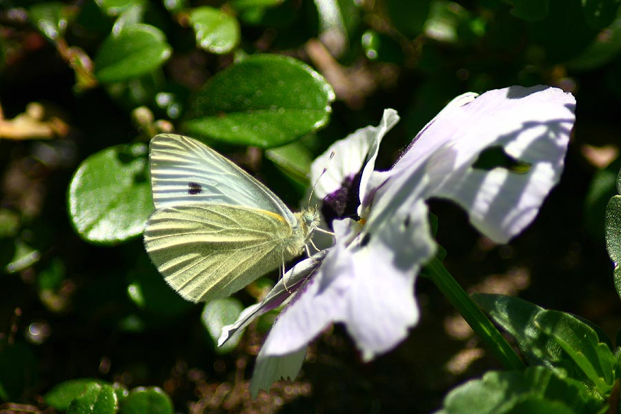 Schmetterling