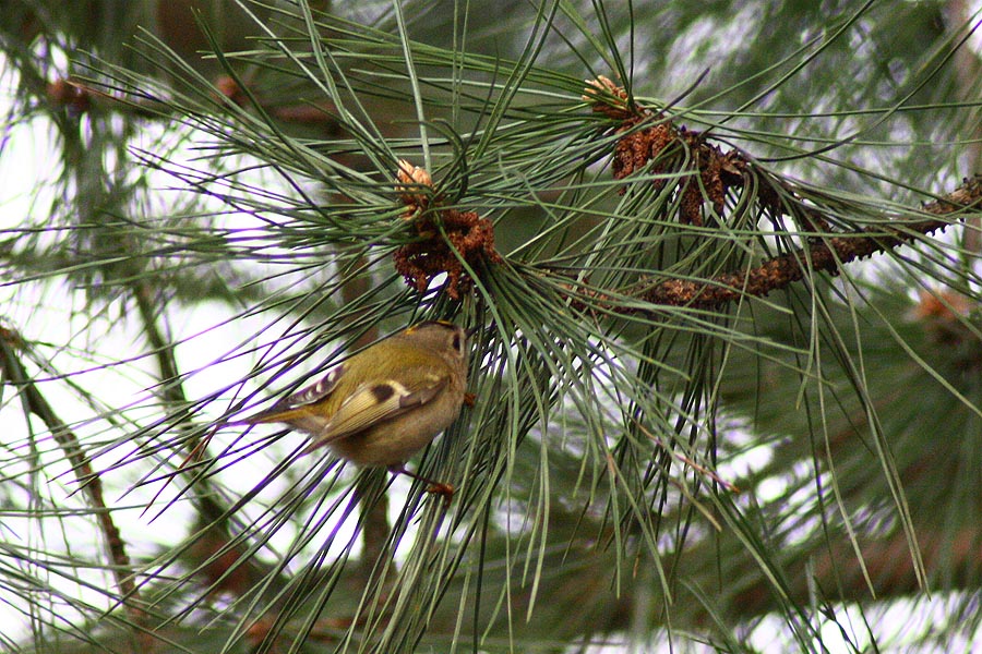 Wintergoldhähnchen