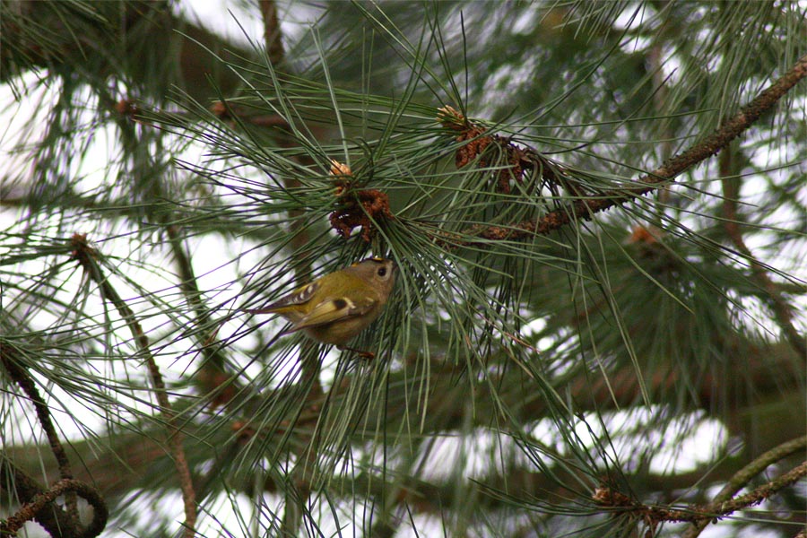 Wintergoldhähnchen