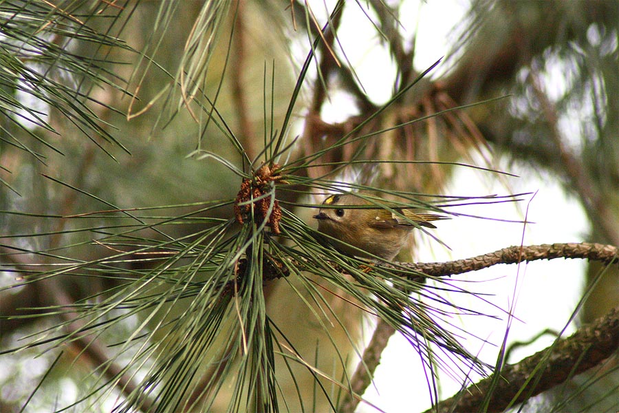 Wintergoldhähnchen